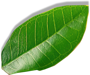 Fornecedores - Apoio a empresas na transi&ccedil;&atilde;o para pr&aacute;ticas sustent&aacute;veis e governan&ccedil;a s&oacute;lida, impulsionando resultados financeiros positivos e gerando valor real. 